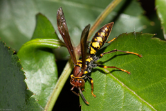 Polistes versicolor