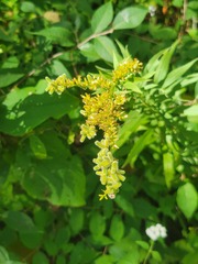 Rhopalomyia anthophila