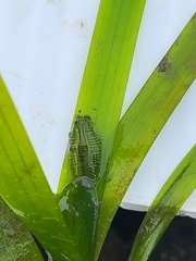 Phyllaplysia taylori