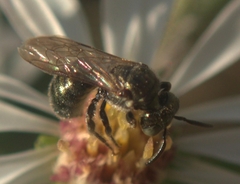 Ceratina strenua
