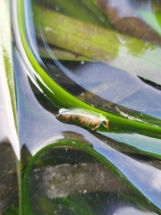 Coryphella trilineata