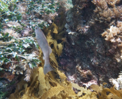 Olisthops cyanomelas