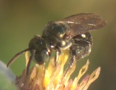 Ceratina strenua