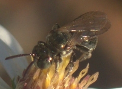 Ceratina strenua