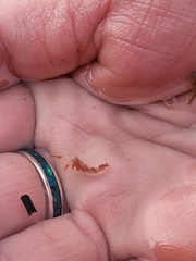 Coryphella trilineata