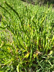 Allenrolfea occidentalis