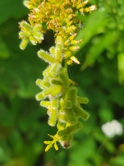 Rhopalomyia anthophila