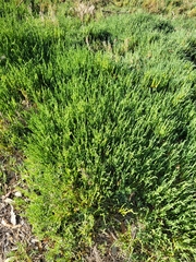 Allenrolfea occidentalis