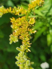 Rhopalomyia anthophila