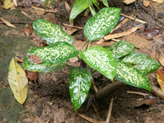 Dieffenbachia