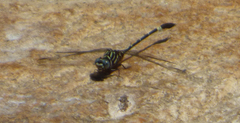 Progomphus clendoni