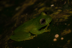 Rulyrana flavopunctata