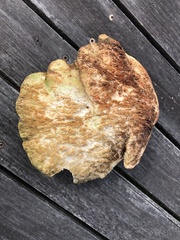 Laetiporus portentosus