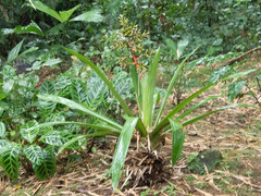 Guzmania