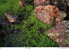 Ptilotula fusca