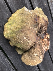 Laetiporus portentosus