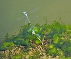 Pseudagrion