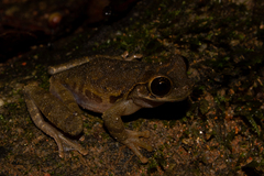 Osteocephalus carri