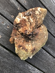 Laetiporus portentosus