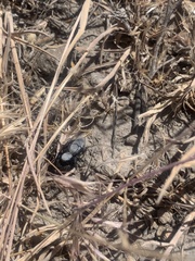 Phidippus octopunctatus