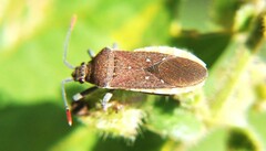 Catorhintha apicalis