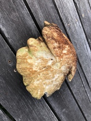 Laetiporus portentosus