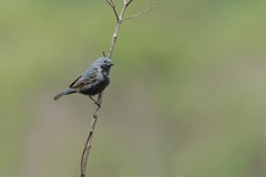 Sporophila melanogaster