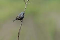 Sporophila melanogaster