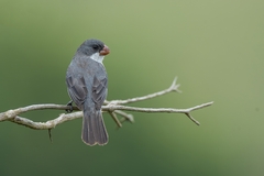 Sporophila leucoptera