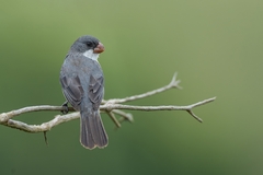 Sporophila leucoptera