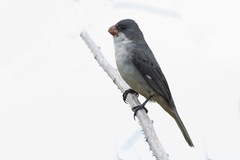 Sporophila leucoptera