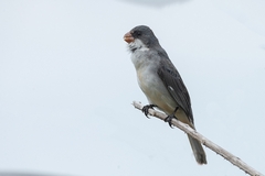 Sporophila leucoptera