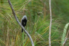 Sporophila melanogaster