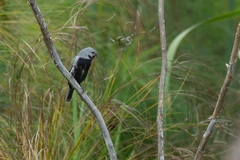 Sporophila melanogaster