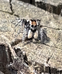 Maratus plumosus