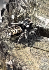 Maratus plumosus
