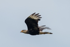 Caracara plancus plancus