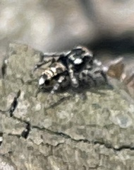Maratus plumosus