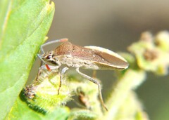 Catorhintha apicalis