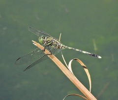 Orthetrum serapia