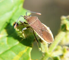 Catorhintha apicalis