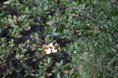 Quercus berberidifolia