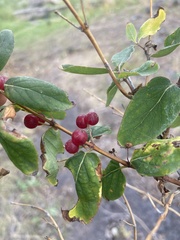 Lonicera