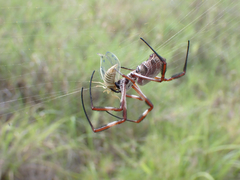 Trichonephila edulis
