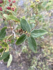 Lonicera