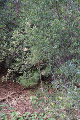 Quercus berberidifolia