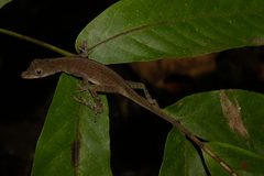 Anolis