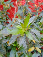 Cestrum nocturnum
