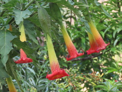 Brugmansia sanguinea
