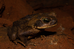 Rhinella marina
